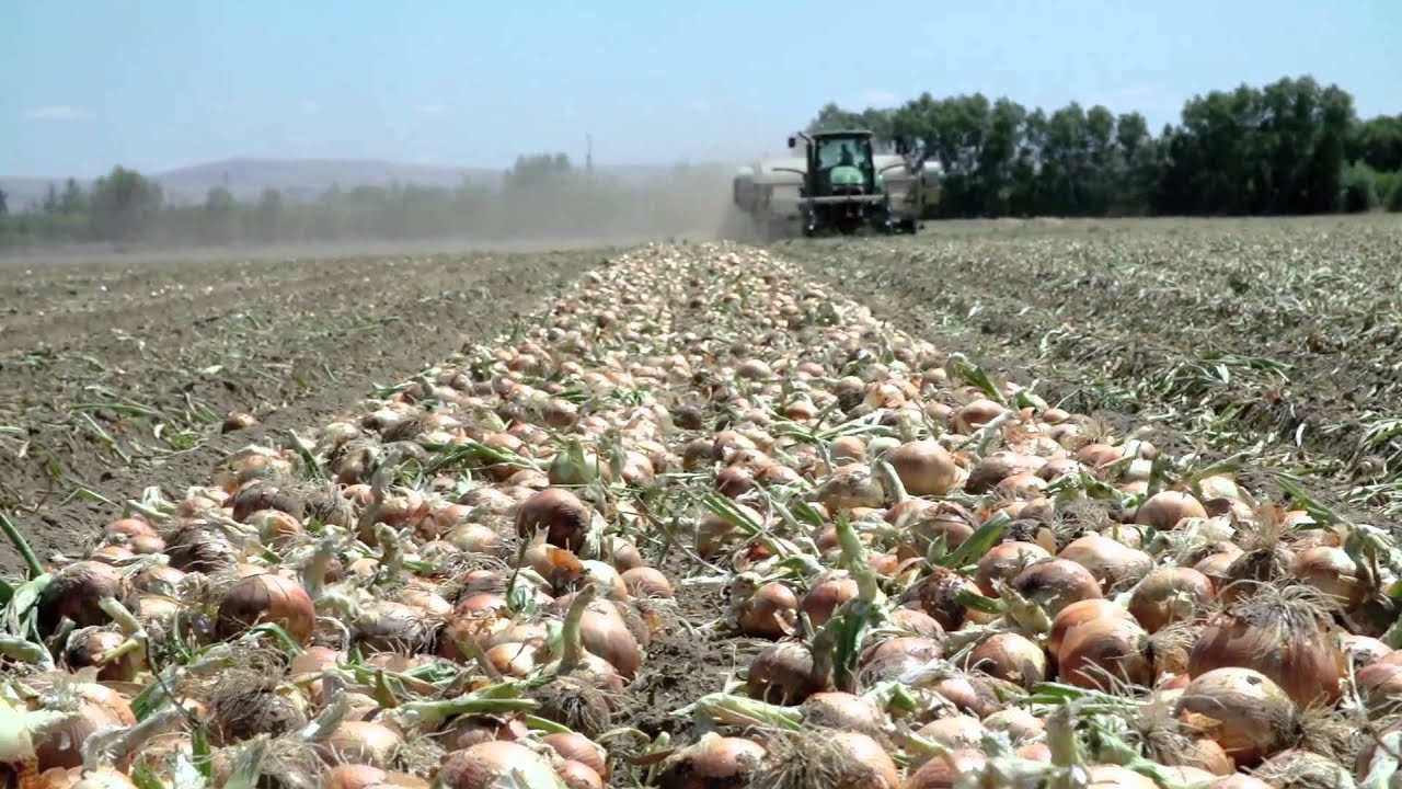 Growing Onions for the Bloomin' Onion | L&L Farms | Pasco, WA | Washington Grown