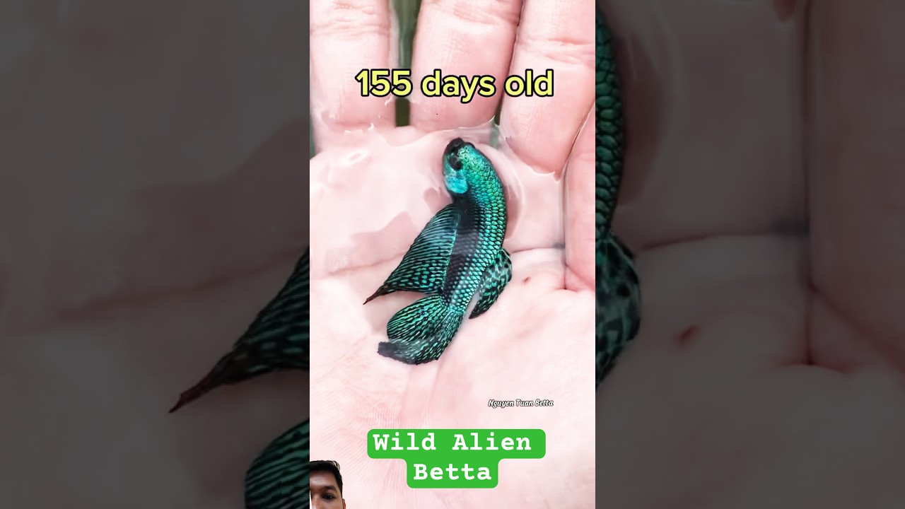 Beautiful Wild Green Alien Betta Process #betafish #wildbetta #bettafish #betta #bettafishtank #fish