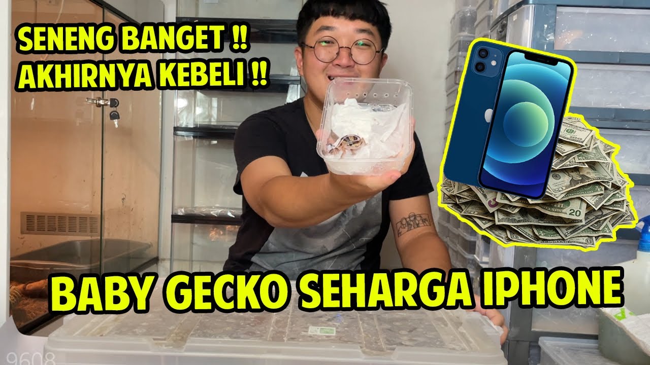 AKHIRNYA KEBELI !! GECKO BABY SEHARGA IPHONE !! KAYA GIMANA SIH ?