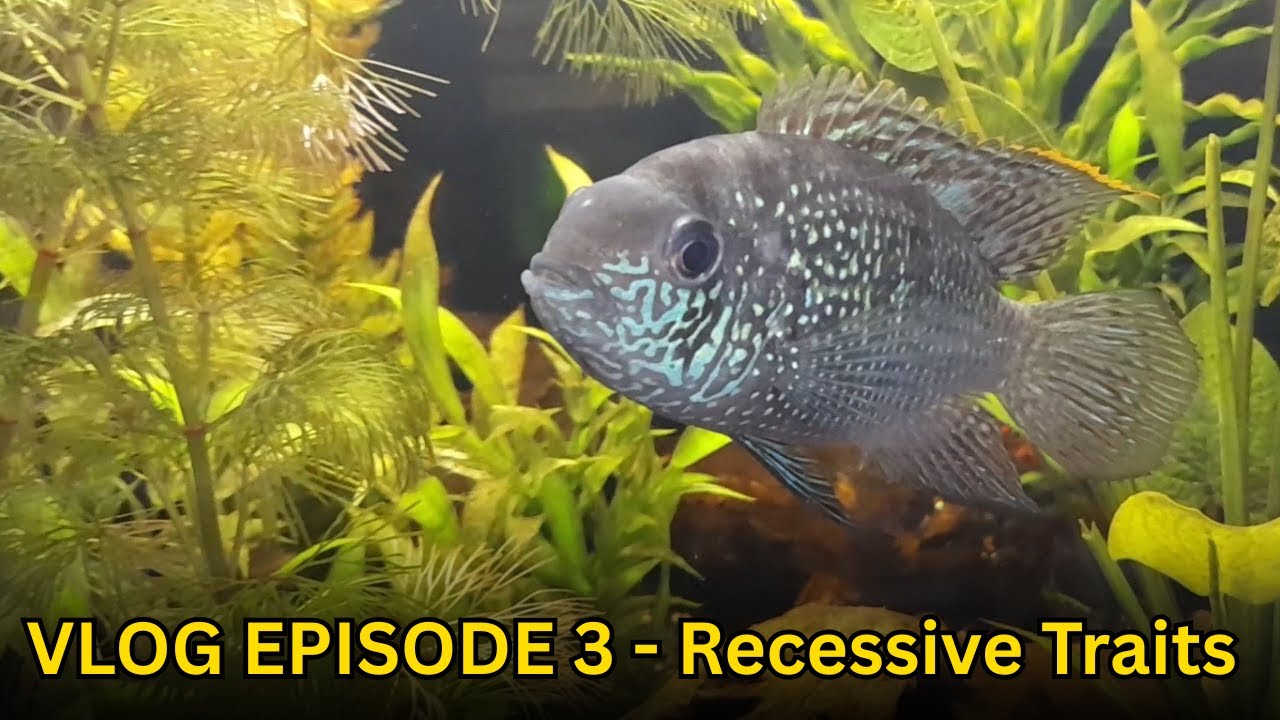 Видеоблог, эпизод 3 - Рецессивные признаки