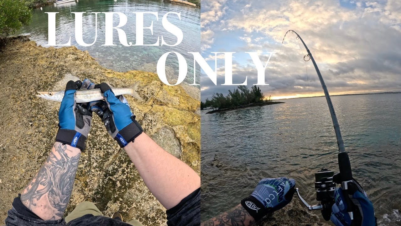 Lures Only Shore Fishing In Bermuda I Juvenile Barracuda & Lizardfish