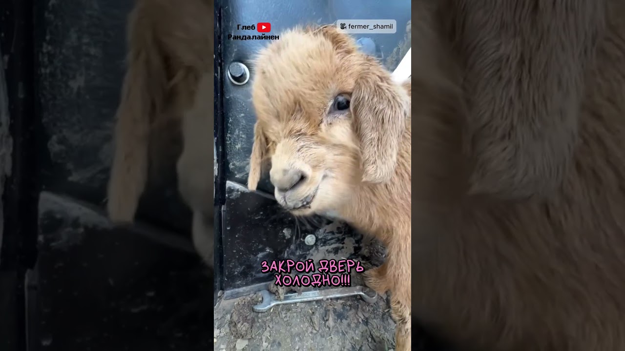 Закрой Дверь 🐑 Холодно