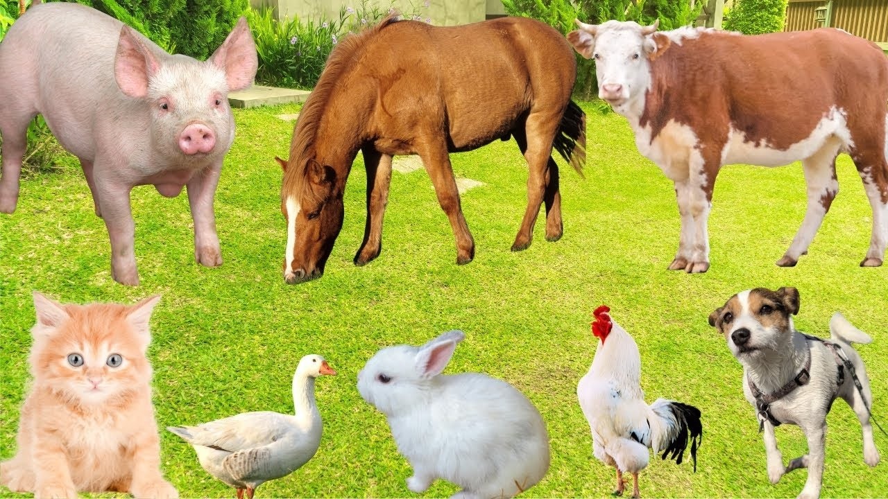 Cute Farm Animals: Sheep, Dog, Cow, Duck, Pig, Horse, Chicken, Rabbit, Cat-Animal Real Sounds