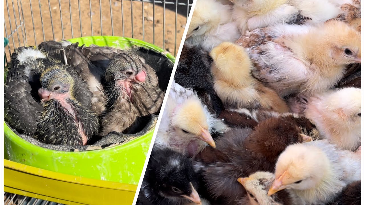 سوق الحمام والدجاج والأرانب في سدي بلعباس