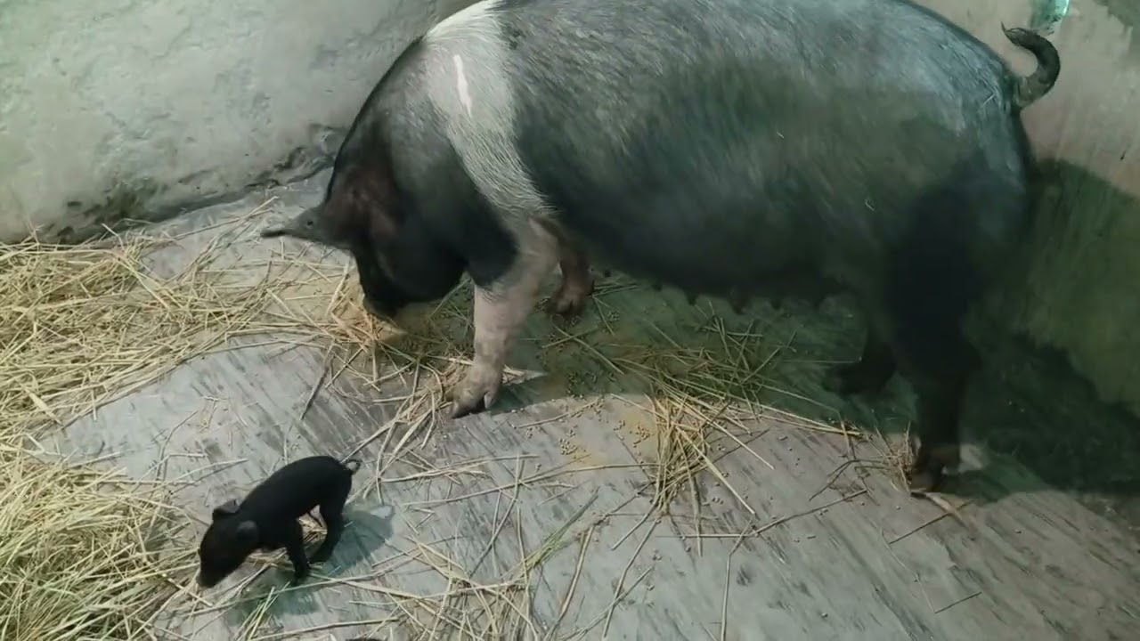 Hampshire Pig//Hampshire piglets//Hampshire X Duroc F1 piglets 