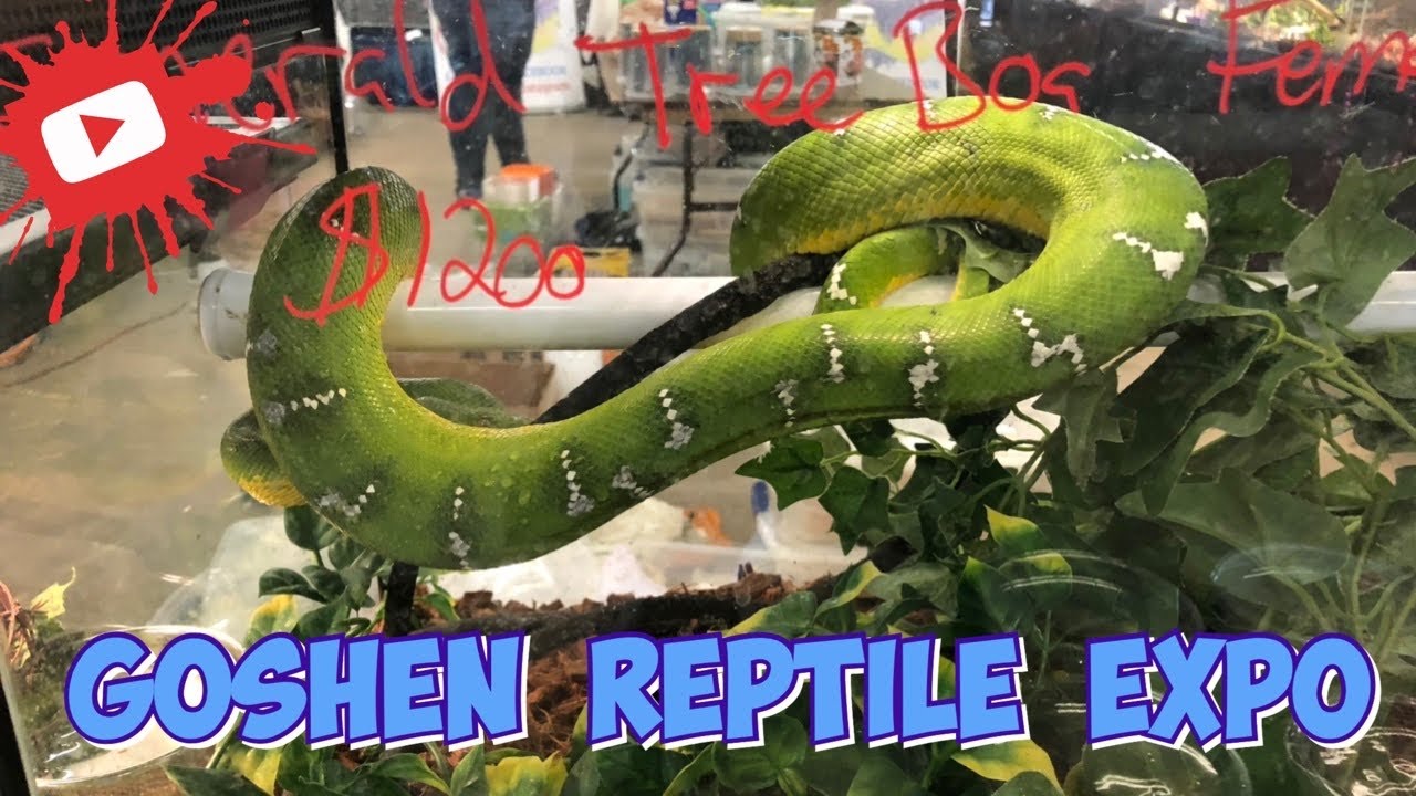 Goshen Reptile Expo - May