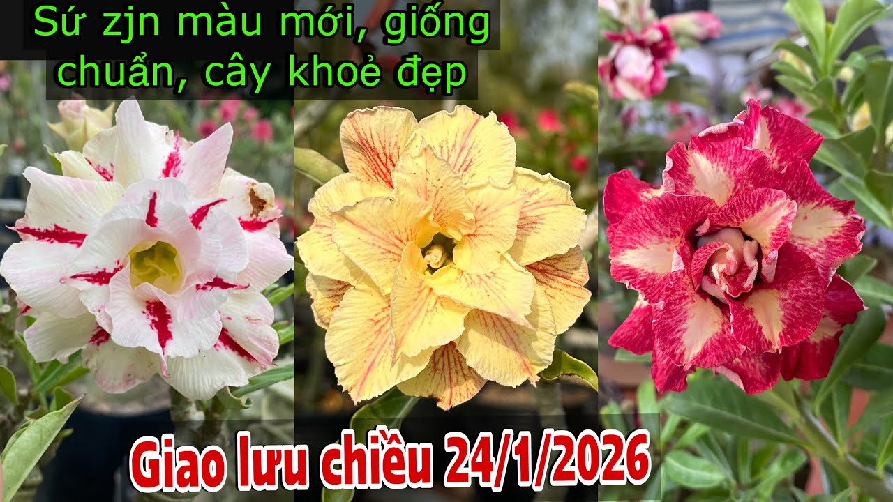 Sứ Zjn (24/1/2026) Lô 30 cây màu đẹp, giống chuẩn khoẻ, có củ 📲070.2727.998 Trung Lê 