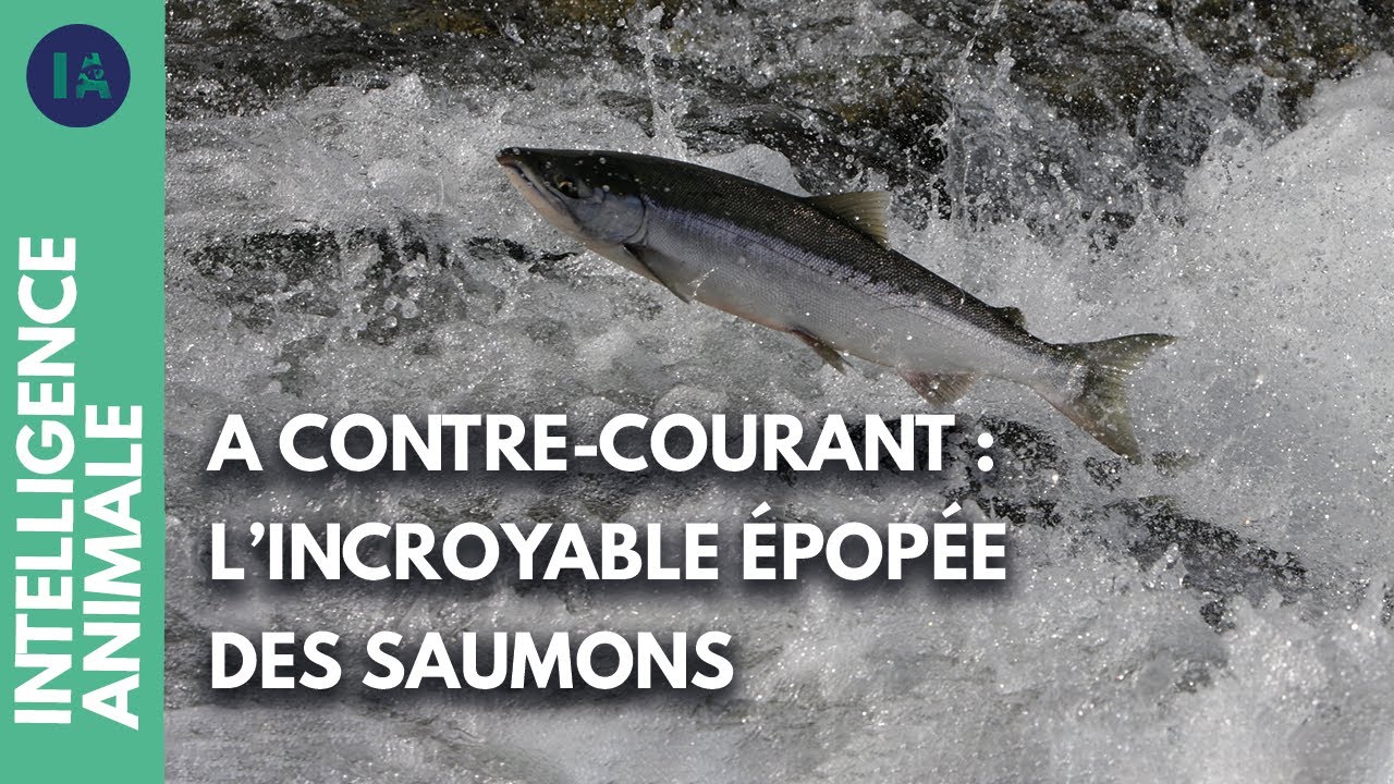 Comment les saumons voyagent-ils entre les rivières et la mer ? | IA | DOC COMPLET