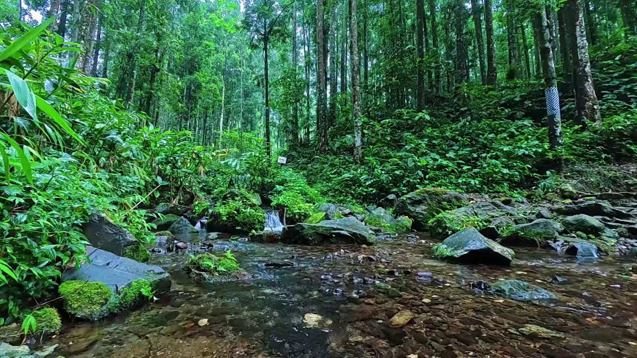 Sleep and Restore Energy with Natural Flowing River Sounds