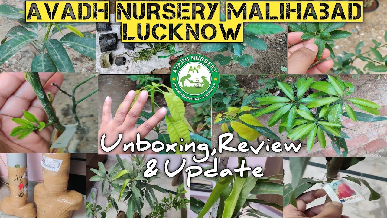 Online Fruit Plants Unboxing Review & Update|Avadh Nursery Malihabad, Lucknow
