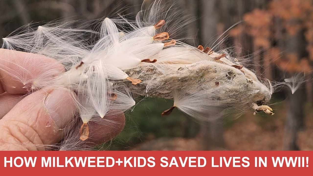 The incredible story of how milkweed collected by children was used to make life vests during WWII.