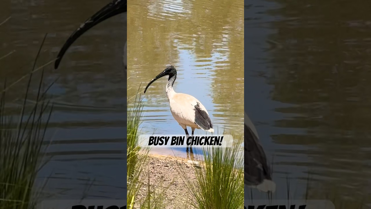Bin Chicken - The Australian White Ibis Sounds! 🎶🦢