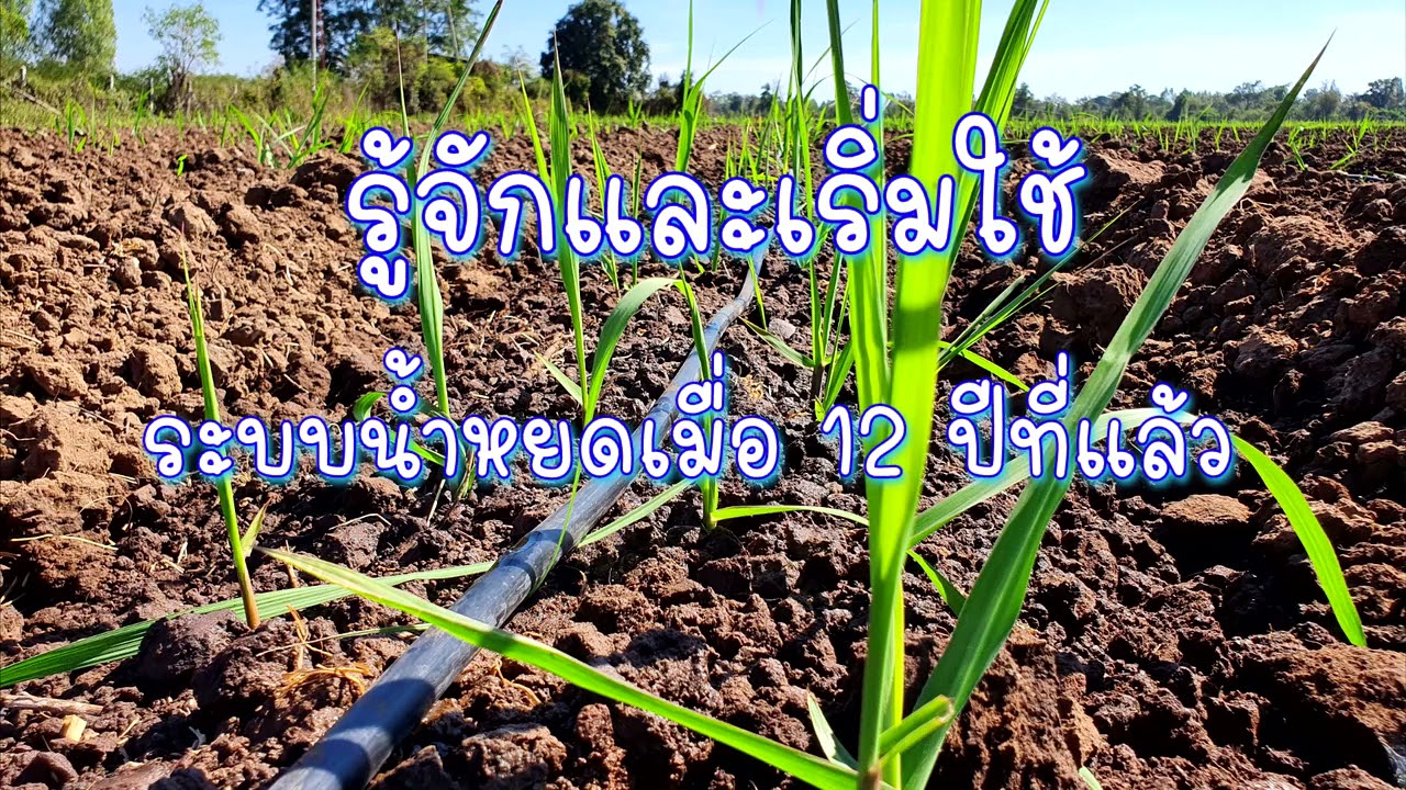 ระบบน้ำหยดในไร่อ้อย#เพิ่มผลผลิตด้วยระบบน้ำหยด