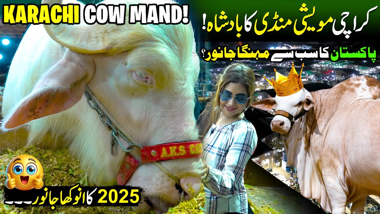 Qurbani 2025 | Cow Mandi Karachi | Most Expensive Bull | Cattle Farm 2025 | Discover Pakistan