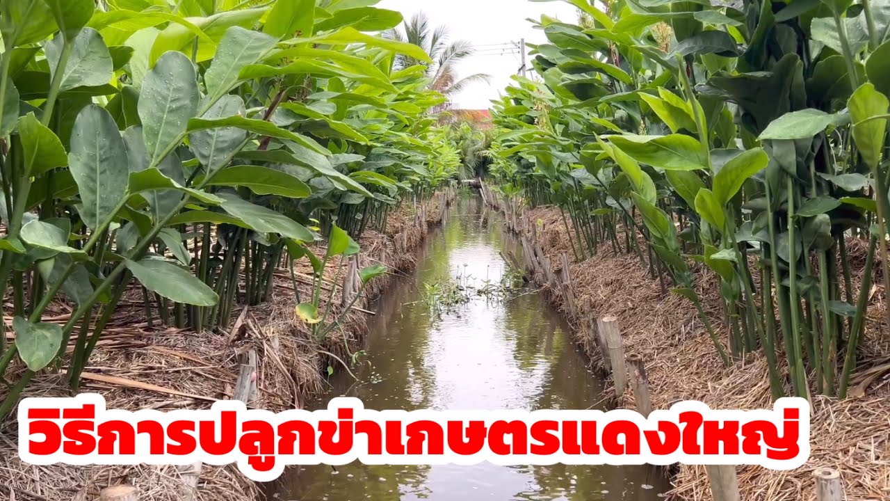 วิธีการปลูกข่าเกษตรแดงใหญ่ ที่สวนข่าวิเชียรข่าเกษตรแดงใหญ่ เดชอุดม 086-8759485