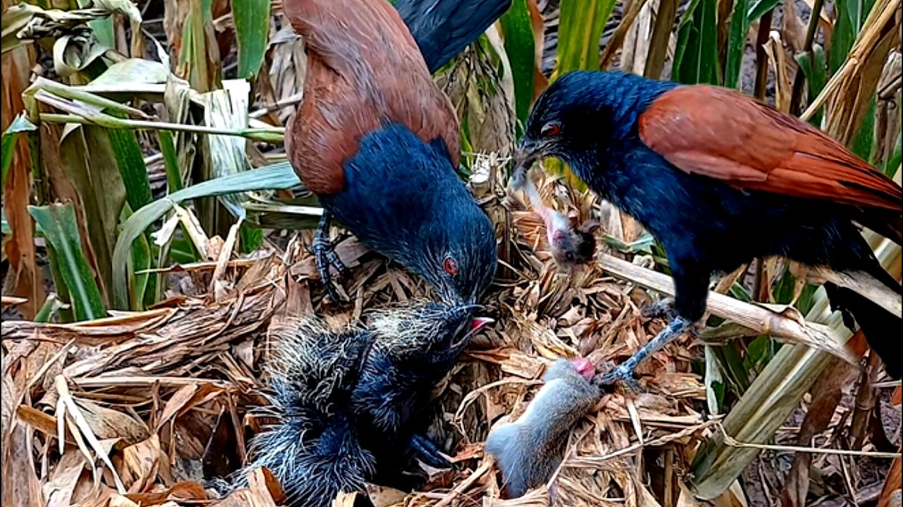 Greater Coucal chicks try to swallow food while their mother feeds them