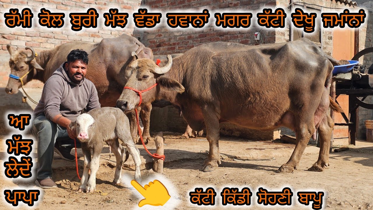 ਰੰਮੀ ਘੱਲ ਖੁਰਦ ਦਾ ਧਮਾਕਾਂ ਵੱਡੇ ਵੱਡੇ ਚੱਡੇ ਆਲੀ ਬੁਰੀ ਮੱਝ ਮਗਰ ਕੱਟੀ ਨੀਲੀ ਰਾਵੀ ਬੁਰੀ ਭਾਅ ਊੱਡੂ ਉੱਡੂ ਆਲੇ 