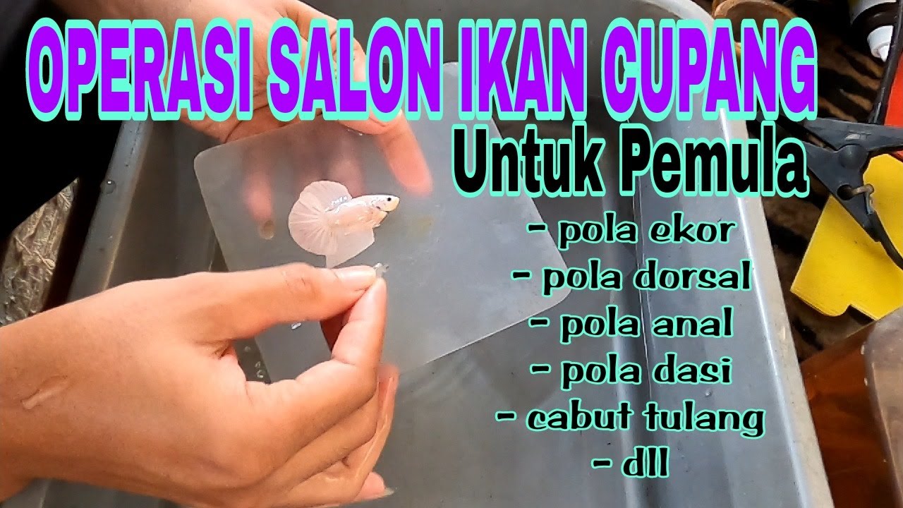 SALON IKAN CUPANG UNTUK PEMULA || OPERASI CUPANG