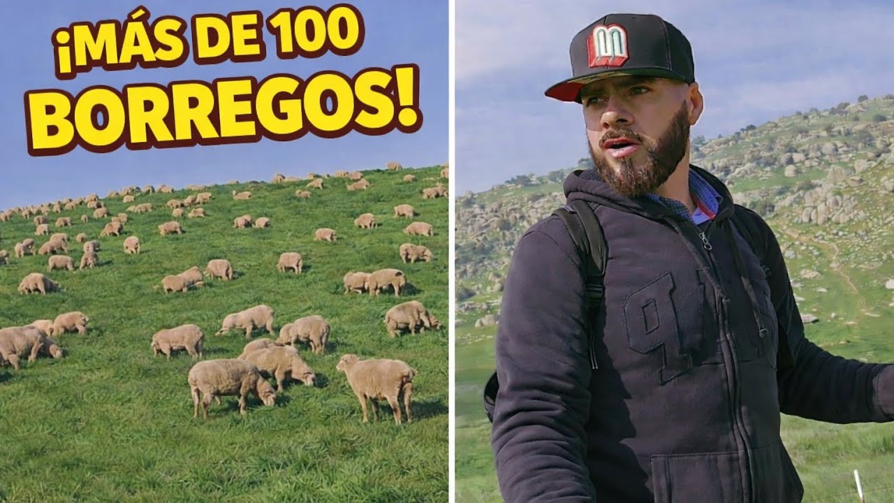 Me Encontré un Borreguero con Más de 100 Borregos en la montaña 