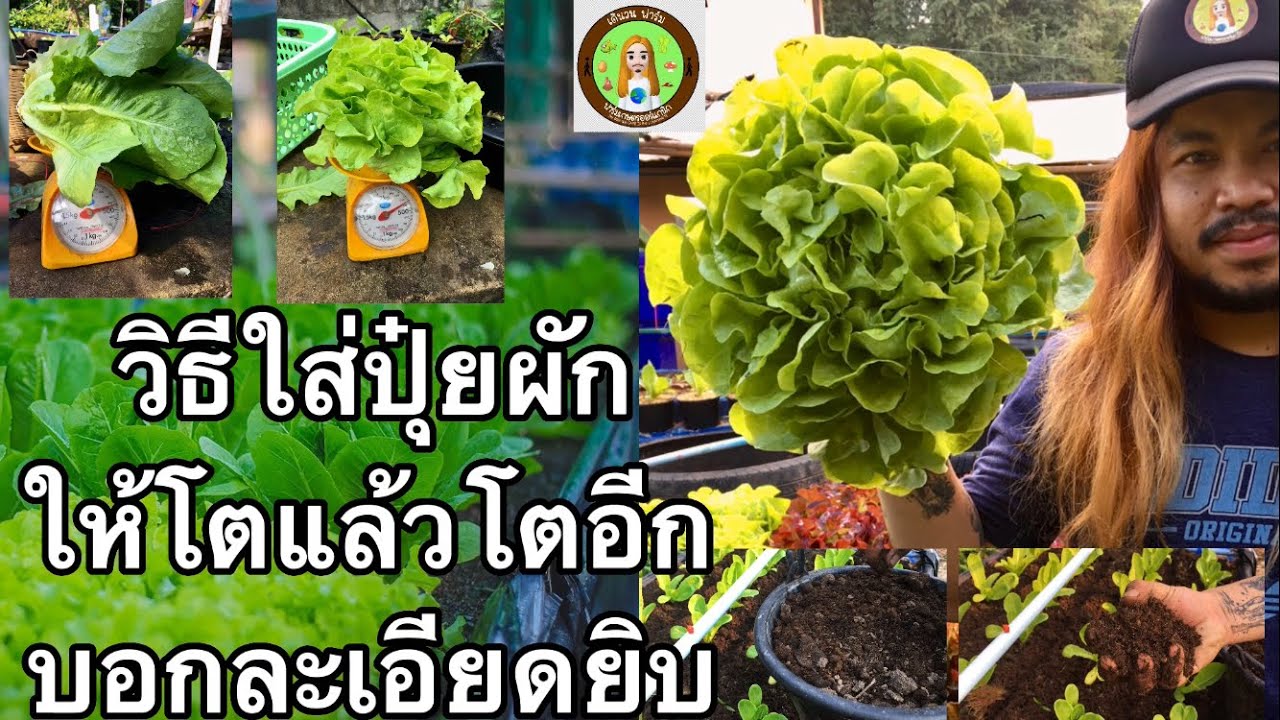 วิธีใส่ปุ๋ยผักสลัดให้โตแล้วโตอีก!!! บอกละเอียดยิบ ผักสลัดปลอยสาร