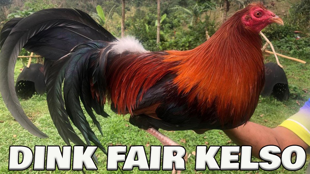 Hernani Boy Jimenez BJ LUNAO FARM Bacolod | Beautiful Birds