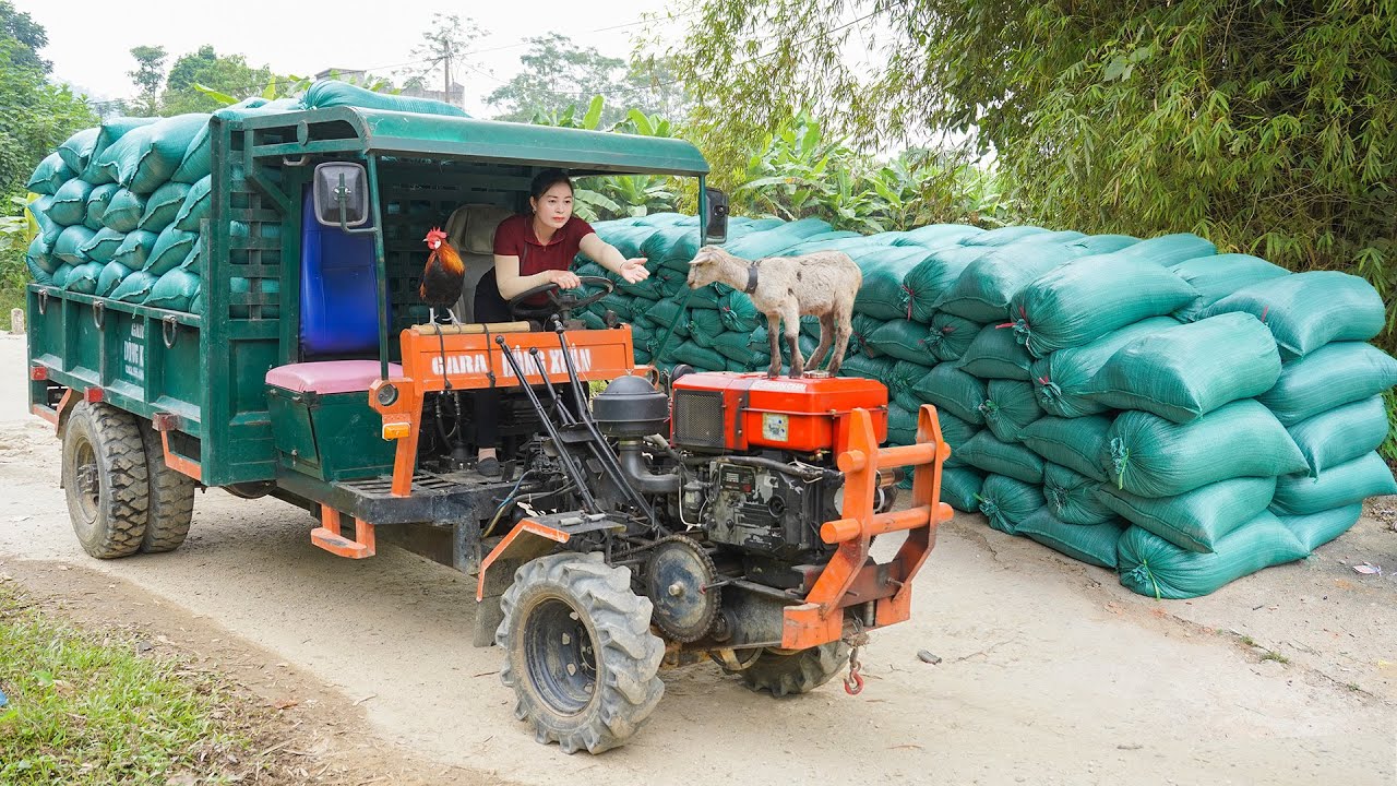 Use Truck To Transport Many Bags of Rice Husks To Sell for Villagers - Goat and Rooster on Truck