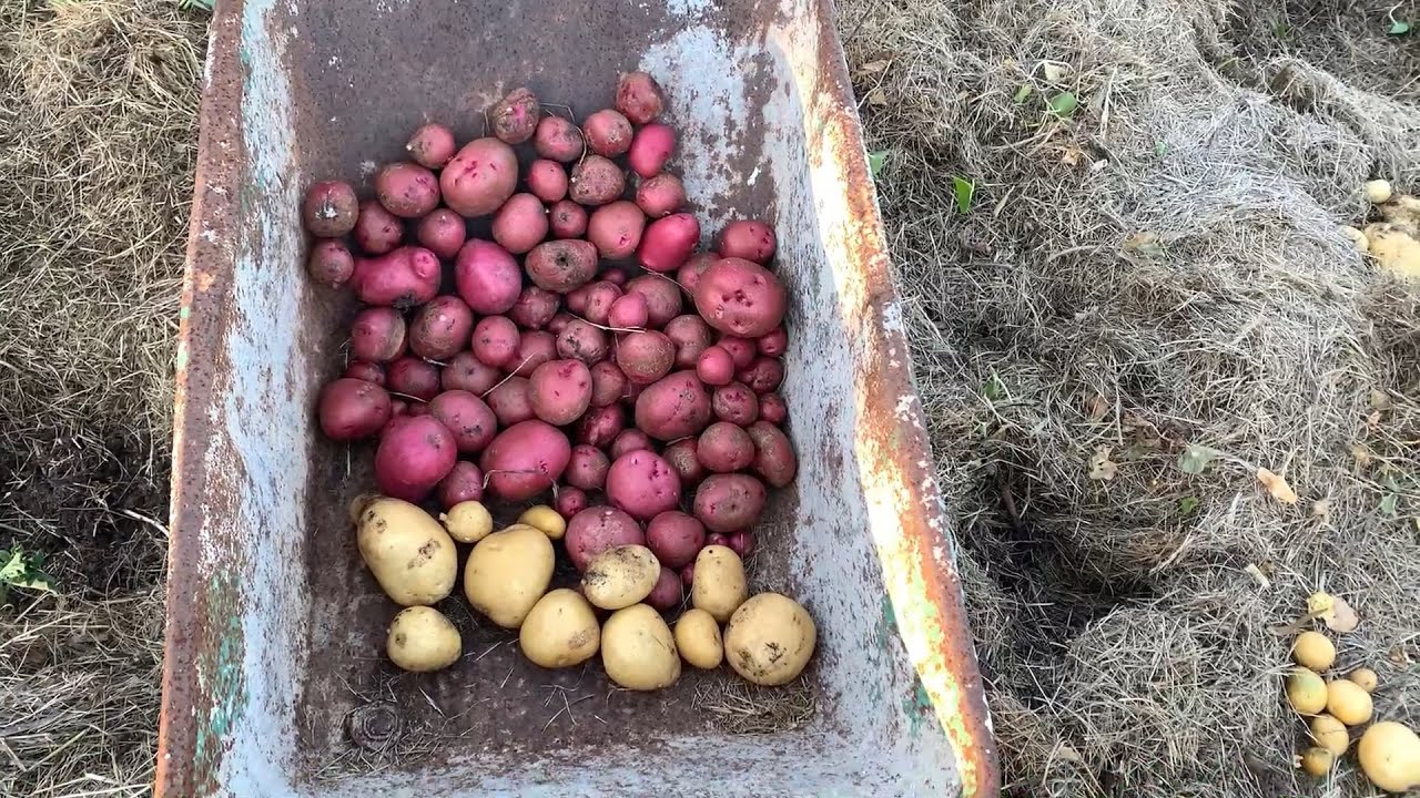 Sin laboreo, de Secano, en Pasto seco - Cosechando Papas ¿Podría ser mas Fácil?