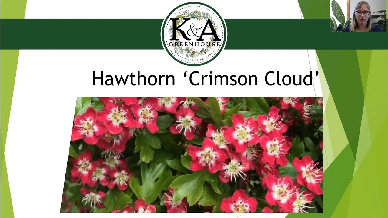 New Ornamental Trees for 2021