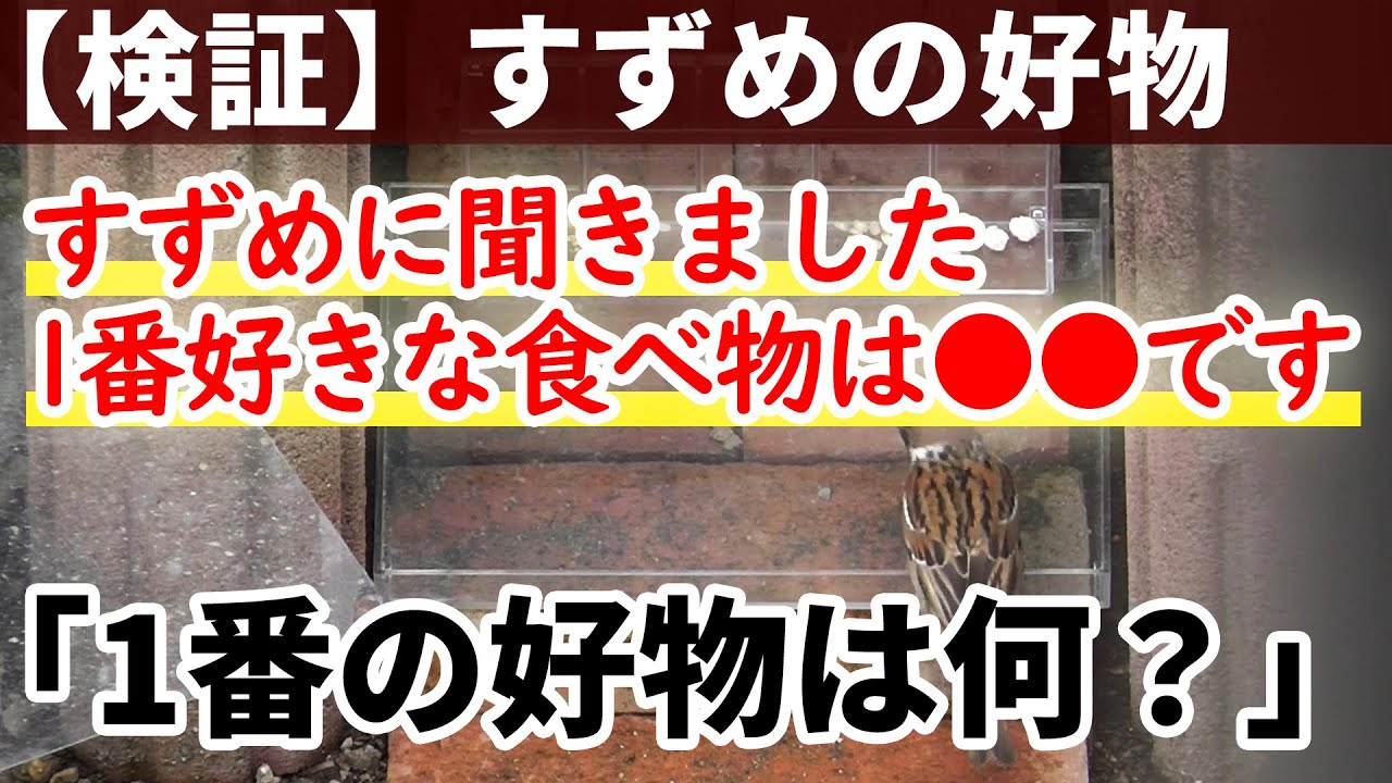 【検証】すずめの1番好きな食べ物は何？#20＜すずめの観察/すずめの習性/生物観察/Japanese sparrow＞