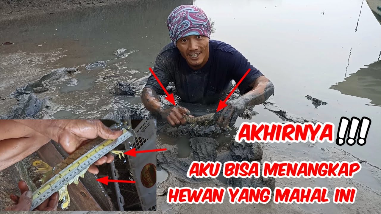 Aku  Sungguh Beruntung!!!Bisa Menangkap Bayak Udang yang Sangat Mahal di CILACAP