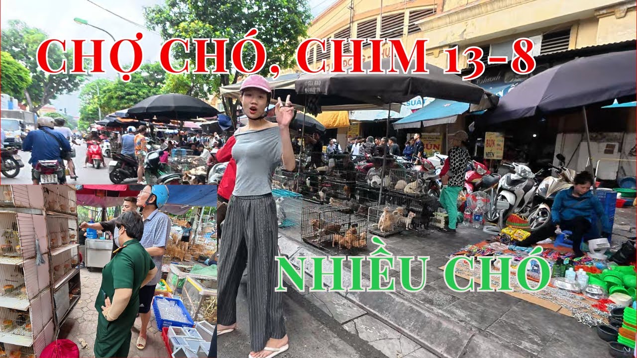 Chợ Chó, Chợ Chim Hà Đông Ngày 13-8 Rất Nhiều Chó Mèo Đẹp | Lý Còm