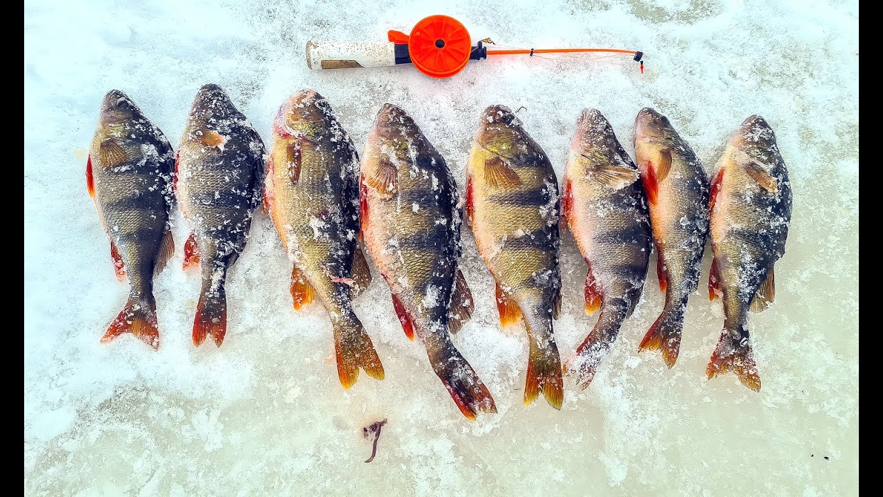 Ahvena-pätsid! 🎣🐠🐠🐠Ixa käis Gunnariga mecakal!!
