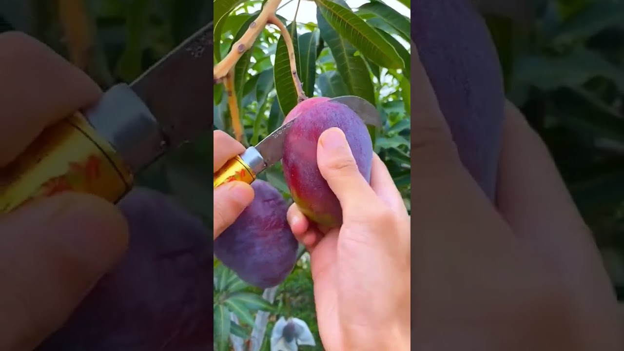 Purple mango 😍
