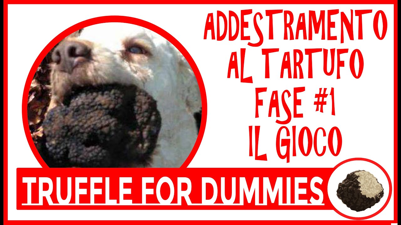 ADDESTRAMENTO CANE DA TARTUFO FASE 1. Il Gioco #1