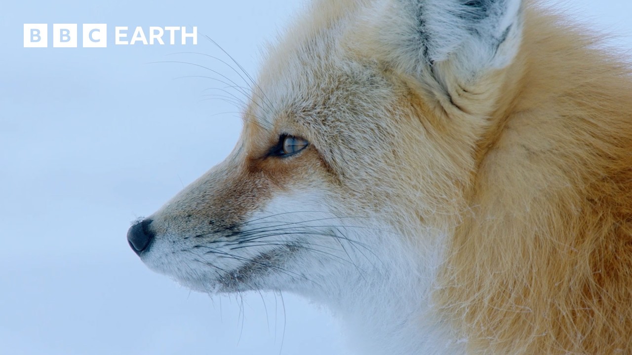 The Secret Life of Foxes | BBC Earth