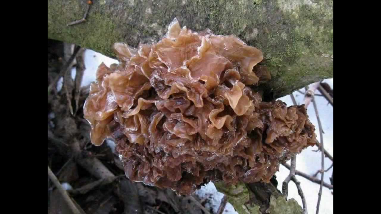 Rosolovka listovit&aacute; - Tremella foliacea