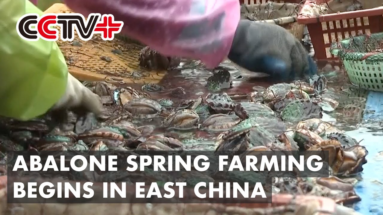 Abalone Spring Farming Begins in East China