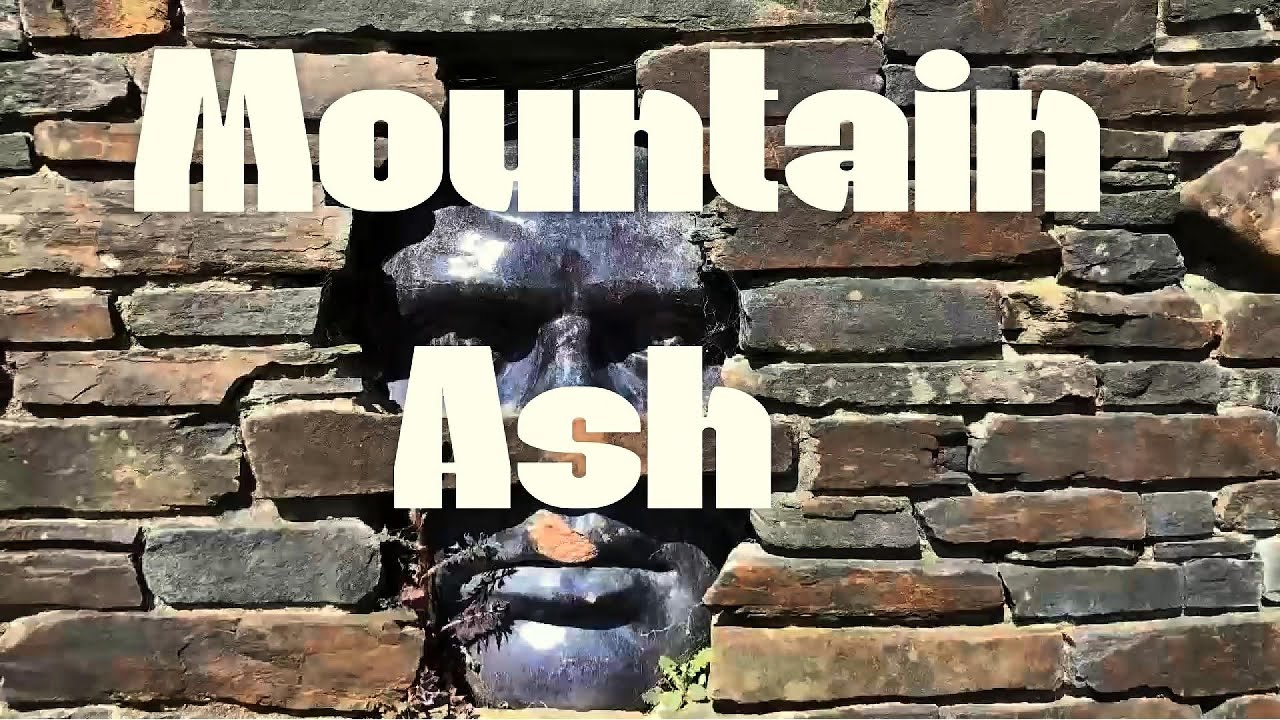 Mountain Ash