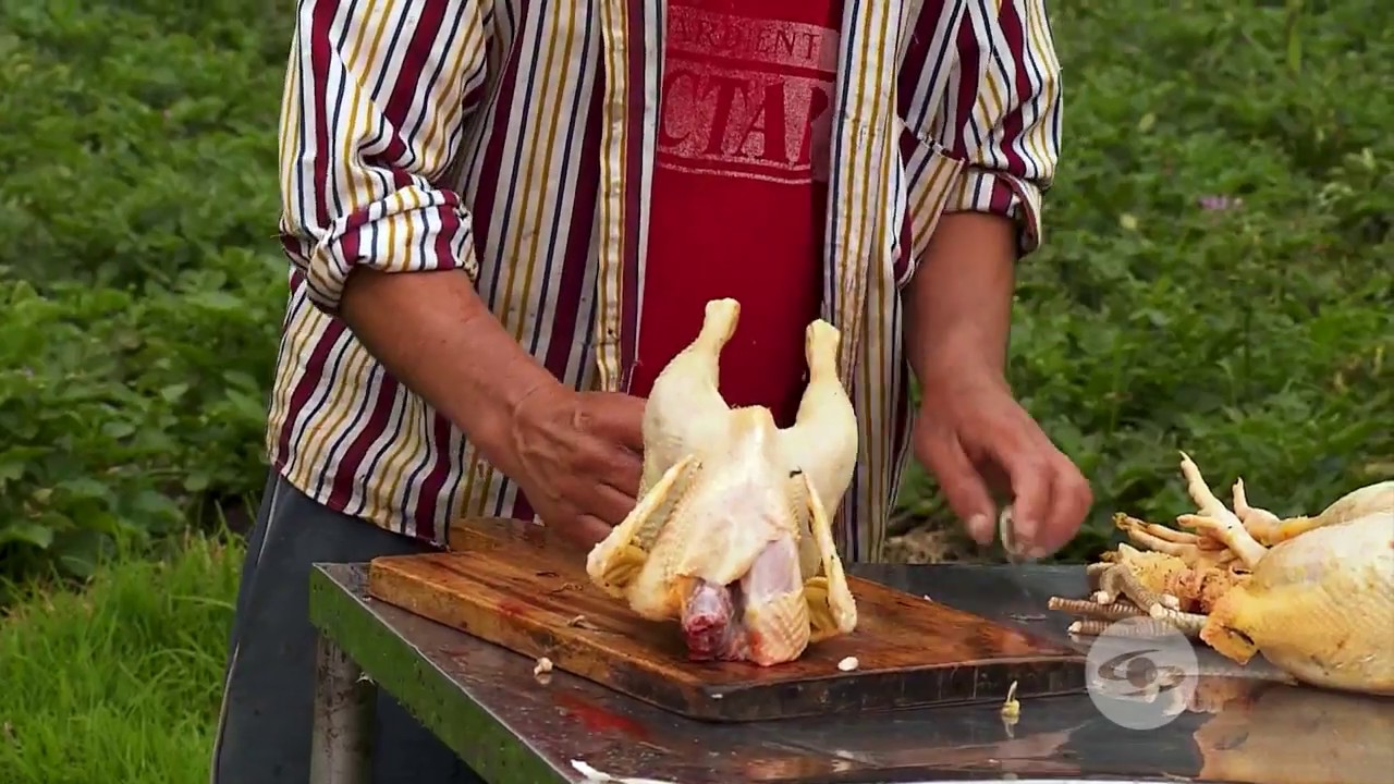 Crianza de pollos criollos orgánicos | La Finca de Hoy