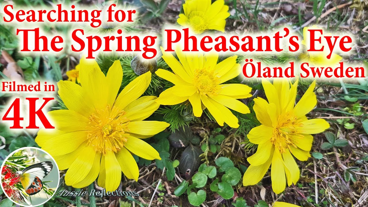 Searching For The Spring Pheasant's Eye : &Ouml;land Sweden