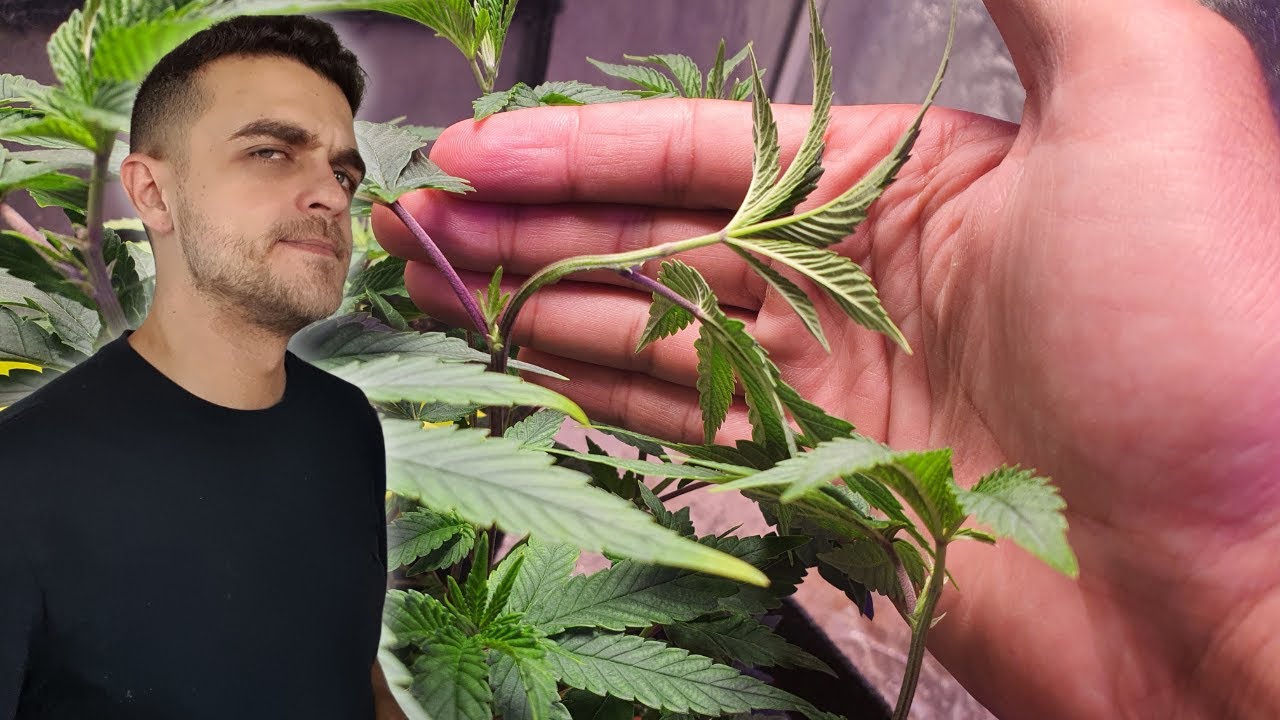 Quando fazer podas na sua planta