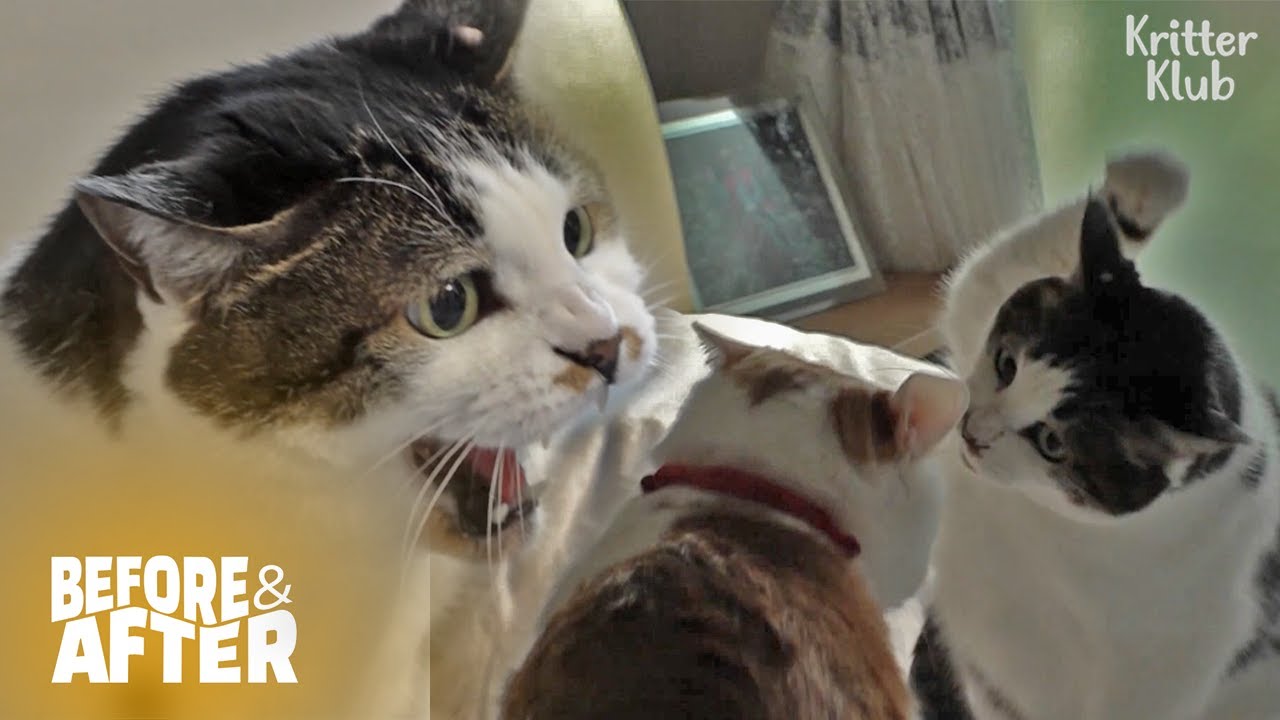 Кошка ищет шанс победить старшего кота | До и после макияжа, серия 25