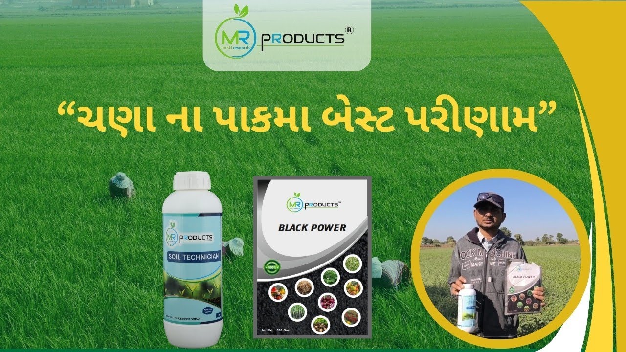 ચણા ના પાકમાં ઝાકઝમાળ પરિણામ 🌱