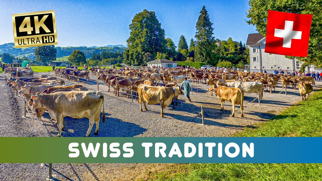 Swiss Tradition🇨🇭Cattle Show Teufen 🐮 Cattle Drive - Nature Yodeling - Shaking Bells 🫶
