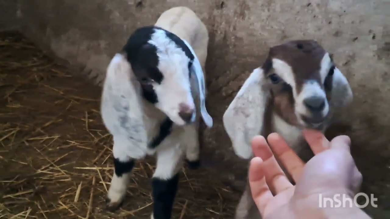 ЯК ЖИВУТЬ ПЕРЕСЕЛЕНЦІ? МОЇ РУЇНИ І ГРОШОВА ЯМА! ХТО ЗІ МНОЮ СПИТЬ? 