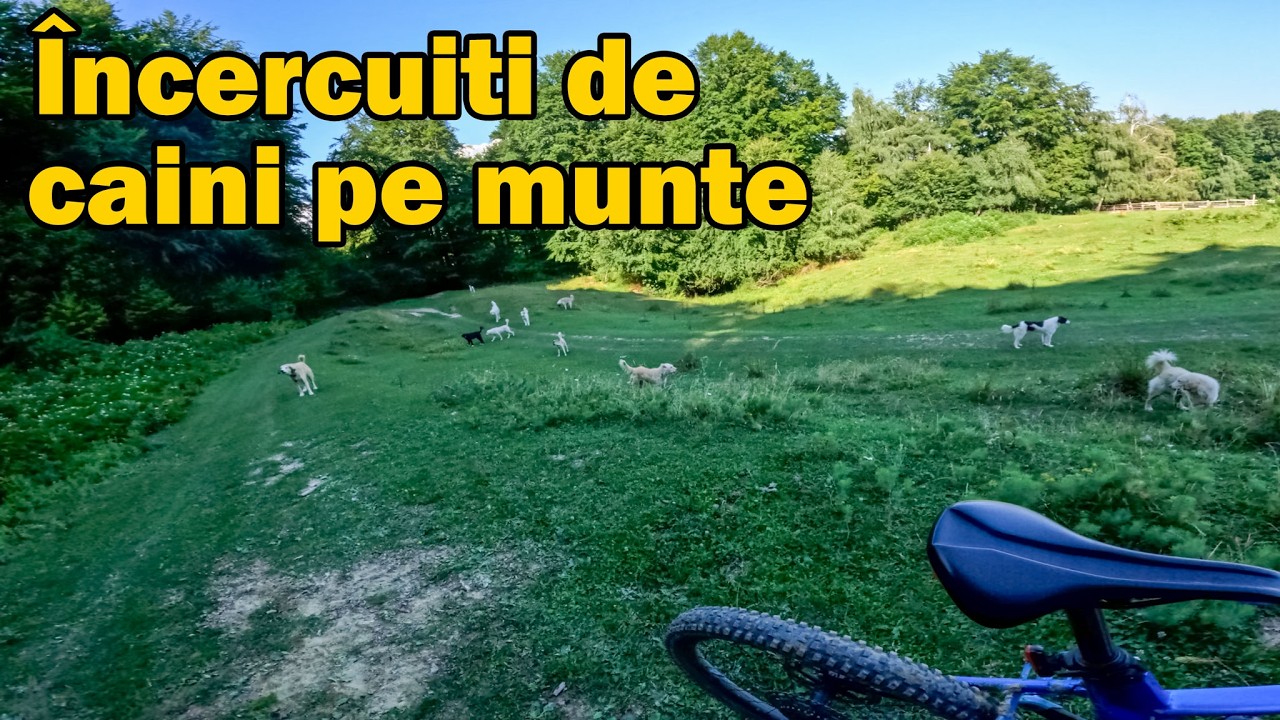 Încercuiți și atacați de câini