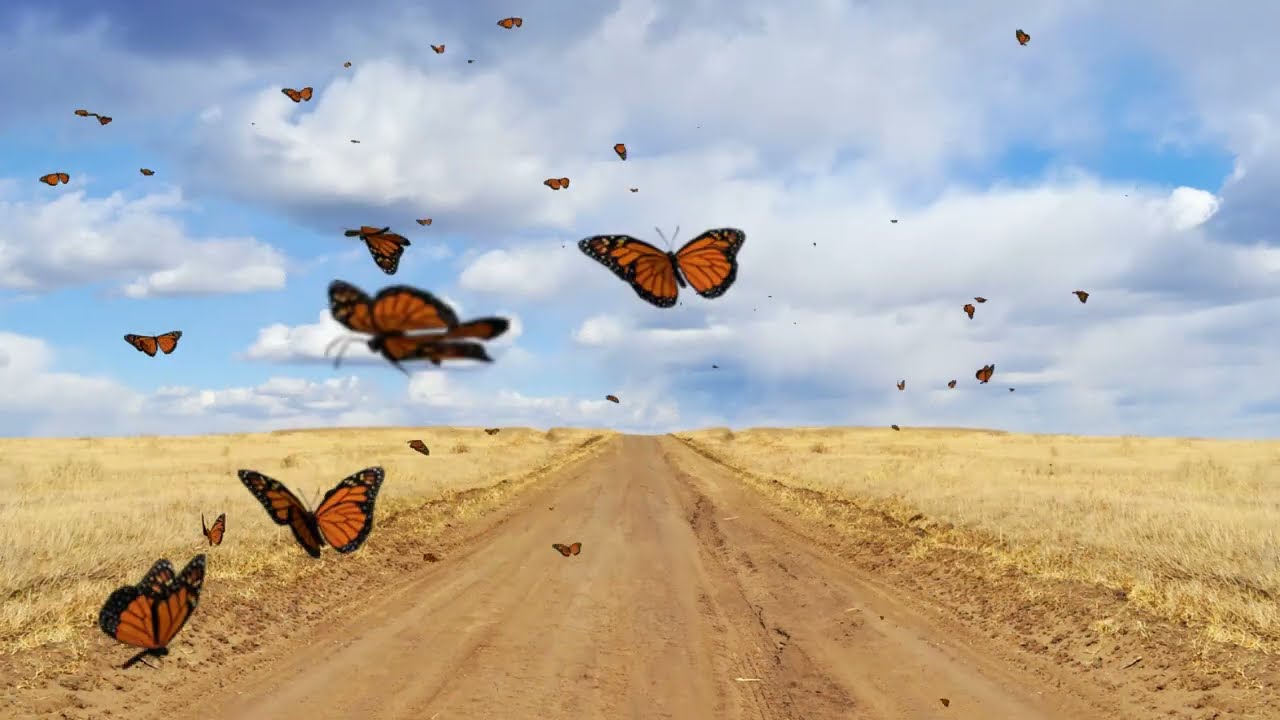 1 Hour Stress Relief with butterfly 598.