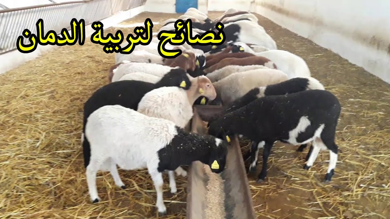 نصائح لمحبي مشروع تربية الدمان