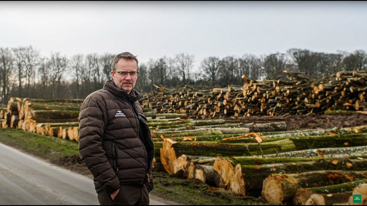 Skovning og afl&aelig;gning af l&oslash;vtr&aelig;