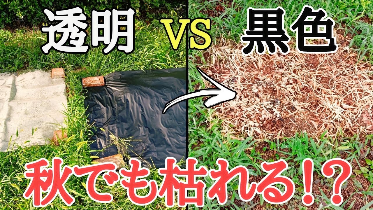 雑草対策｜雑草が1日で枯れた除草のやり方は秋でも通用するのか！？